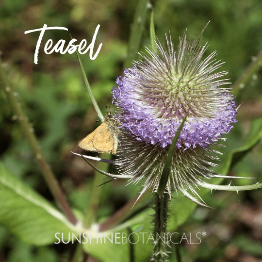 Tincture Teasel Root
