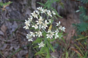 Rabbit Tobacco