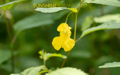 Jewelweed: Toxic or Terrific? 